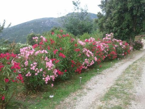 A Pianella Otel Castirla Dış mekan fotoğraf
